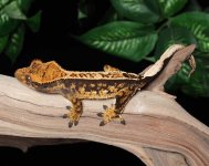 crested-gecko-Fs56b.jpg