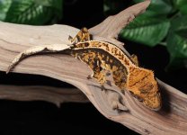 crested-gecko-Fs56c.jpg