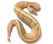 banana motley bee.jpg