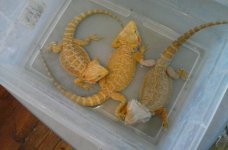 Citrus 3 dragons bath.jpg