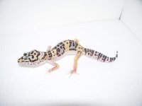 daidras pics 014.jpg