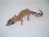 daidras pics 019.jpg