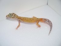 daidras pics 024.jpg