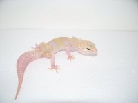 daidras pics 045.jpg