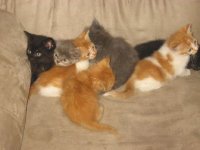 Kittens.jpg