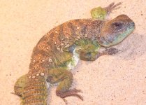 Ethiopian Ocellatus Male.JPG