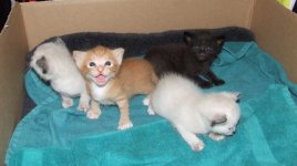 kittens10_15_08cute.jpg
