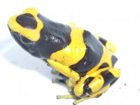Leucs banded 008.jpg