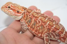 Super Red Italian leather male HOLDBACK poss double het.jpg