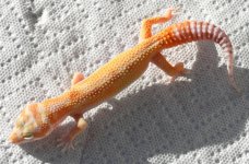 stla10m1-30.jpg