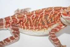 Super Red Italian leather male HOLDBACK poss double het2.jpg