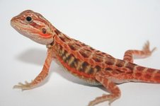 Red Trans Italian Leather Male baby Poss Het Hypo1.jpg