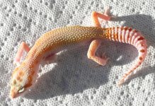 stla10f2(male)-27.jpg