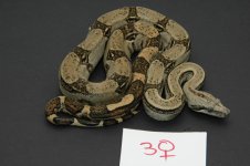 DSC_4746.jpg