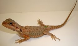 dragonstransleather 018.JPG