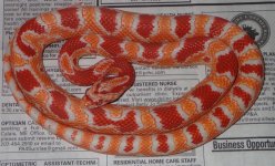 #11 male RO 45g.jpg