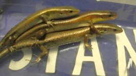 gold skink.jpg