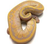 banana chocolate pinstripe 1.jpg