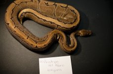 Pinstripe Het Albino.jpg