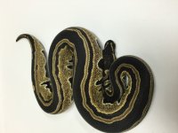 IMG_0240.jpg