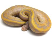 banana chocolate pinstripe 2.jpg