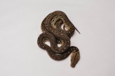 DSC_1211.jpg