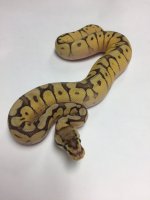 mojave spider orange dream.jpg