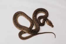 DSC_1213.jpg