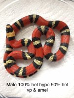 Hondo3.jpg