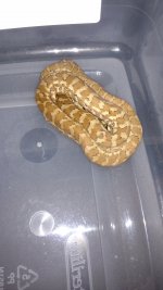 IMG_20170301_161601823.jpg