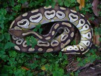 23-2013 Mojave female #2 900 gm $475.00.jpg