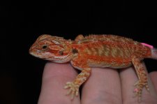 hypo trans female 1..jpg