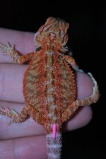 hypo trans female 1.jpg