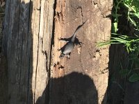 IMG_1952.jpg
