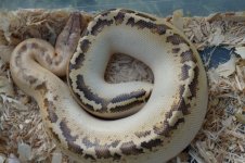 ivory blood1.jpg