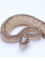 PASTEL HIGHWAY BALL PYTHON - MALE #2016M01.jpg