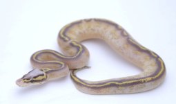 PASTEL HIGHWAY BALL PYTHON - MALE #2016M01-1.jpeg