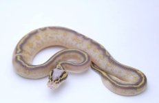PASTEL HIGHWAY BALL PYTHON - MALE #2016M01-2.jpeg