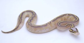 PASTEL HIGHWAY BALL PYTHON - MALE #2016M01-4.jpeg