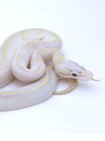 PASTEL IVORY BALL PYTHON - FEMALE #2016F02 .jpg