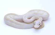 PASTEL IVORY BALL PYTHON - FEMALE #2016F02 -1.jpeg
