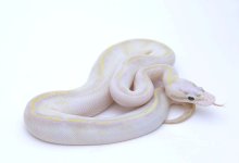PASTEL IVORY BALL PYTHON - FEMALE #2016F02 -2.jpeg