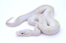 PASTEL IVORY BALL PYTHON - FEMALE #2016F02 -3.jpeg