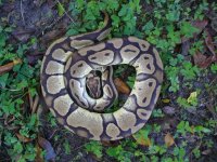 Proven breeder Pastel female #41 1500 gm $205.00.jpg