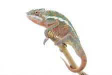 Ankaramy Male-1-2.jpg Ankaramy Male-1-2.jpg
