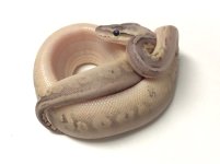 STERLING BALL PYTHON FEMALE - #20162RF1.jpg