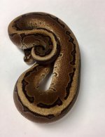 ENCHI CINNAMON PINSTRIPE BALL PYTHON - MALE #2016M01.jpg