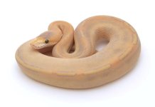 mimosa male m1.jpeg