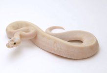 super pastel champagne female 2.jpeg