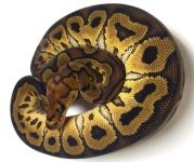 CLOWN MALE 3 -2.jpg